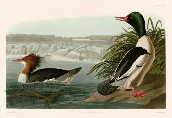 331 Goosander